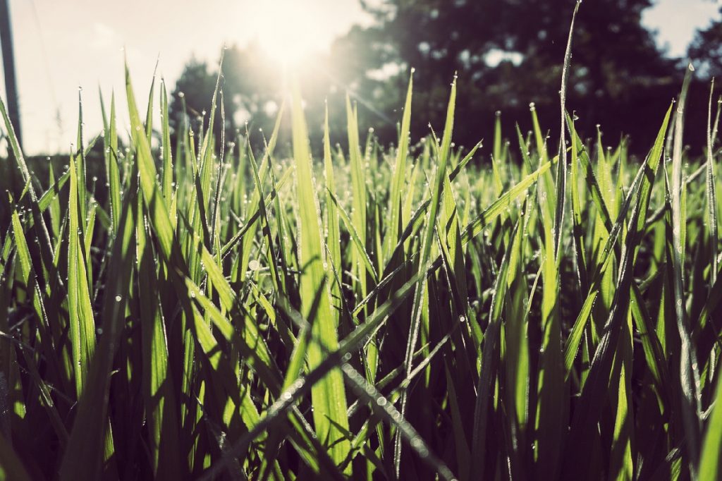 pielęgnacja trawnika Pracownia w Dolinie