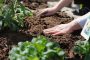 No dig czy jednak dig – jak dbać o glebę w warzywniku